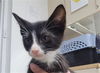 adoptable Cat in Killeen, TX named RON