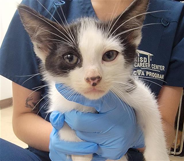 adoptable Cat in Killeen, TX named FRED