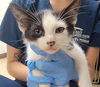 adoptable Cat in Killeen, TX named FRED