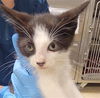 adoptable Cat in Killeen, TX named GEORGE