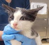 adoptable Cat in Killeen, TX named GINNY
