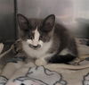 adoptable Cat in Killeen, TX named SABRINA