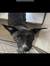 adoptable Dog in  named PRECIOUS