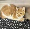 adoptable Cat in Killeen, TX named JACK