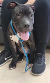 adoptable Dog in  named JORDAN