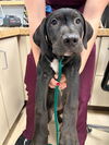 adoptable Dog in  named THELMA