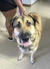 adoptable Dog in  named SADIE