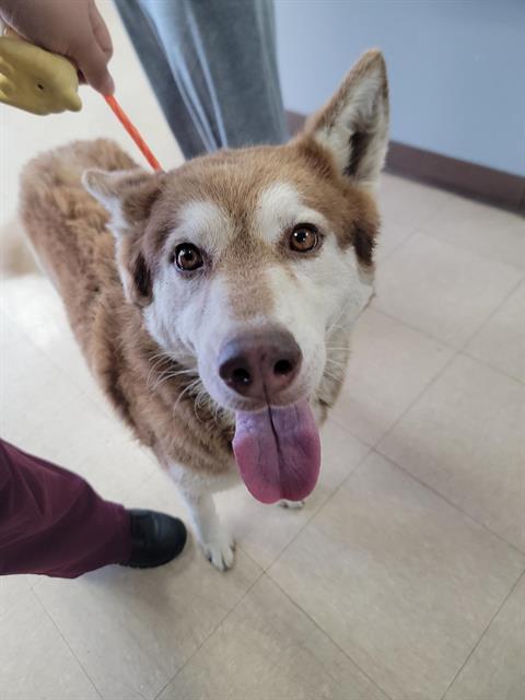 adoptable Dog in Killeen, TX named GEORGIA