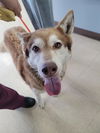 adoptable Dog in  named GEORGIA