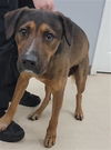 adoptable Dog in  named BOLDER