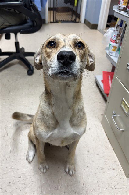 picture of the dog needing adoption