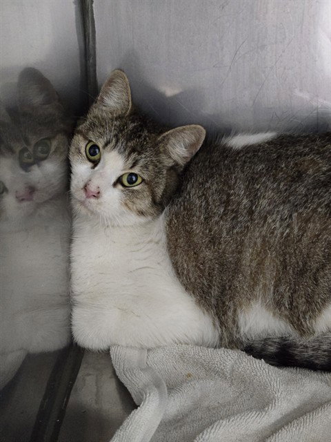 JAVA