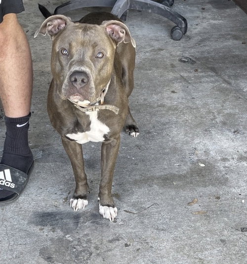 LACEY, an adoptable Pit Bull Terrier in Killeen, TX