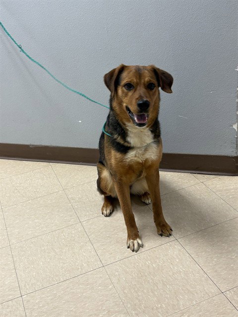 MISSY, an adoptable Australian Shepherd in Killeen, TX