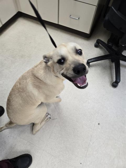 KAIDO, an adoptable Black Mouth Cur in Killeen, TX