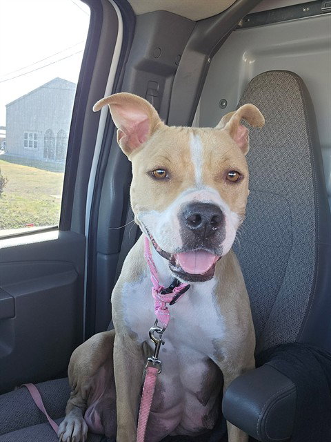 AMAYA, an adoptable Pit Bull Terrier in Killeen, TX