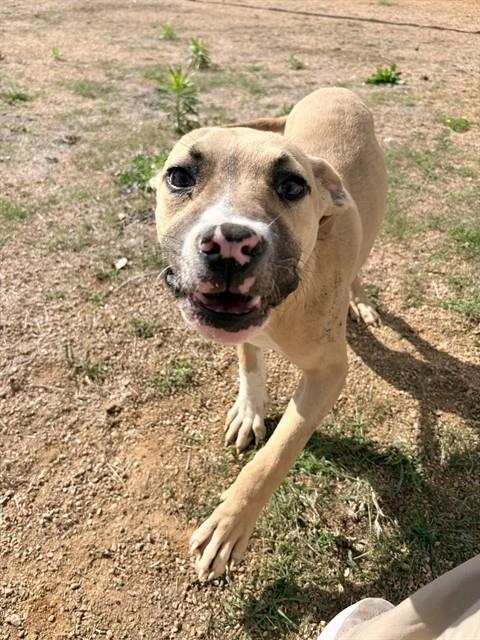 ROLL, an adoptable Pit Bull Terrier in Killeen, TX