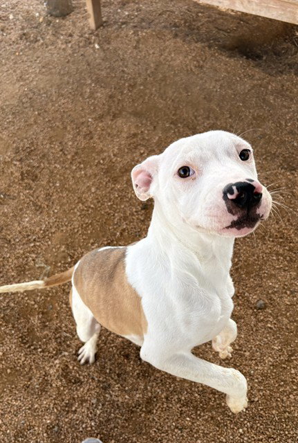 ROCK, an adoptable Pit Bull Terrier in Killeen, TX