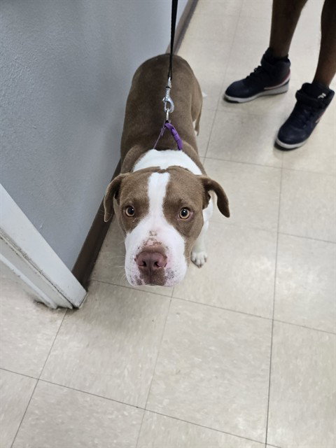 picture of the dog needing adoption
