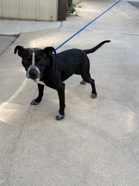 picture of the dog needing adoption