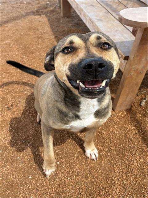 picture of the dog needing adoption