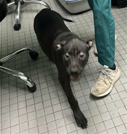 COAL, an adoptable Labrador Retriever in Killeen, TX
