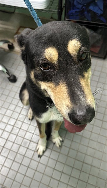 DRACO, an adoptable German Shepherd Dog in Killeen, TX