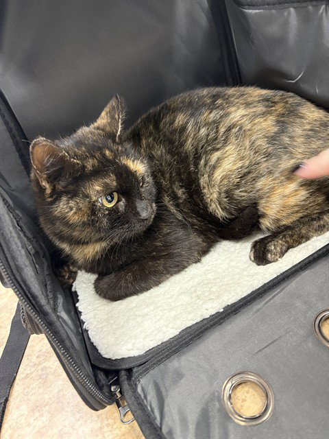 CALLIE, an adoptable Domestic Short Hair in Killeen, TX