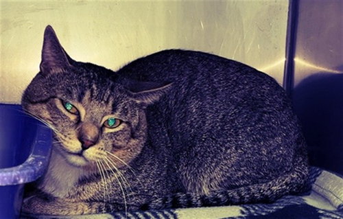 ZAPPY, an adoptable Domestic Short Hair in Killeen, TX