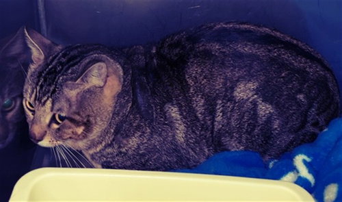 SIR JOHN, an adoptable Domestic Short Hair in Killeen, TX