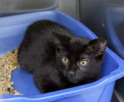 NIMBUS, an adoptable Domestic Short Hair in Killeen, TX