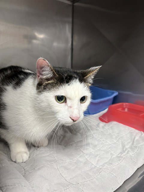 DEIMOS, an adoptable Domestic Short Hair in Killeen, TX