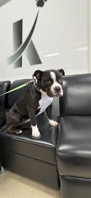 CHERRY, an adoptable Boston Terrier in Killeen, TX