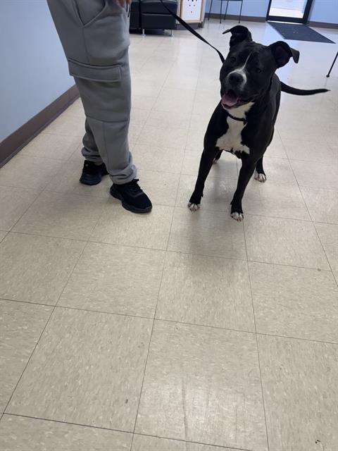 JAZZY, an adoptable Pit Bull Terrier in Killeen, TX