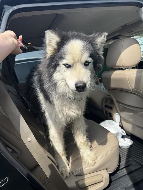 RYAN, an adoptable Husky in Killeen, TX
