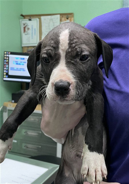 RAIN, an adoptable Pit Bull Terrier in Killeen, TX