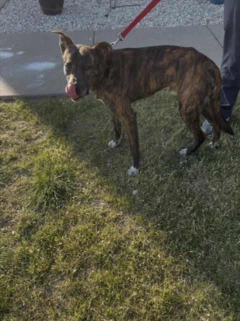 DIRK, an adoptable Dutch Shepherd in Killeen, TX
