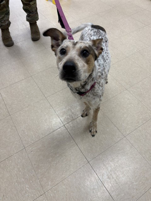 picture of the dog needing adoption