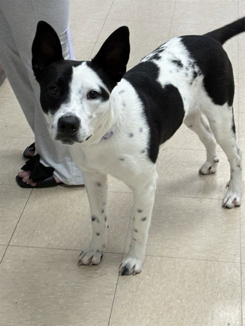 picture of the dog needing adoption