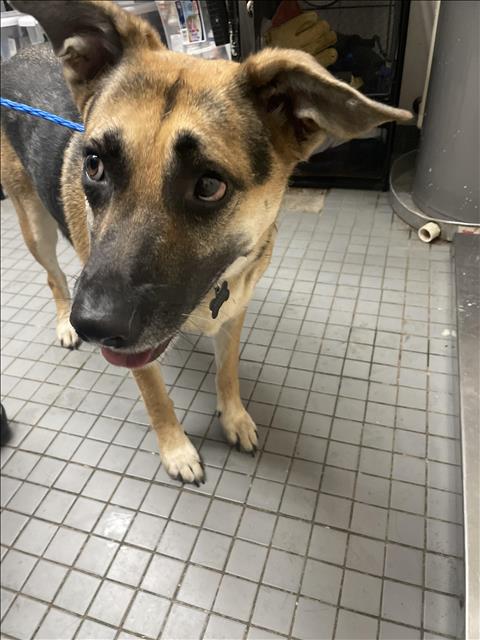 picture of the dog needing adoption