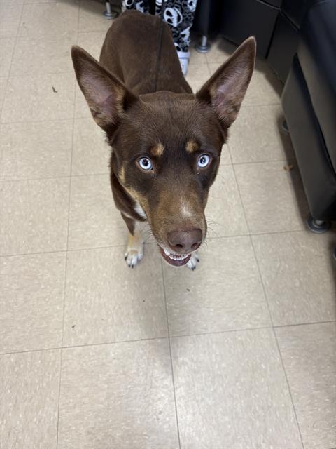 picture of the dog needing adoption