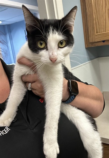 picture of the cat needing adoption