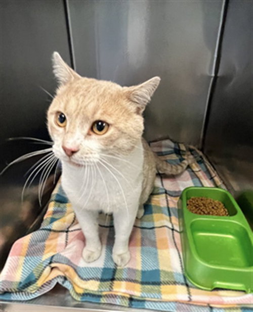 picture of the cat needing adoption