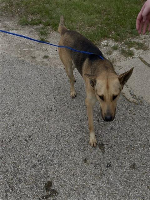 picture of the dog needing adoption