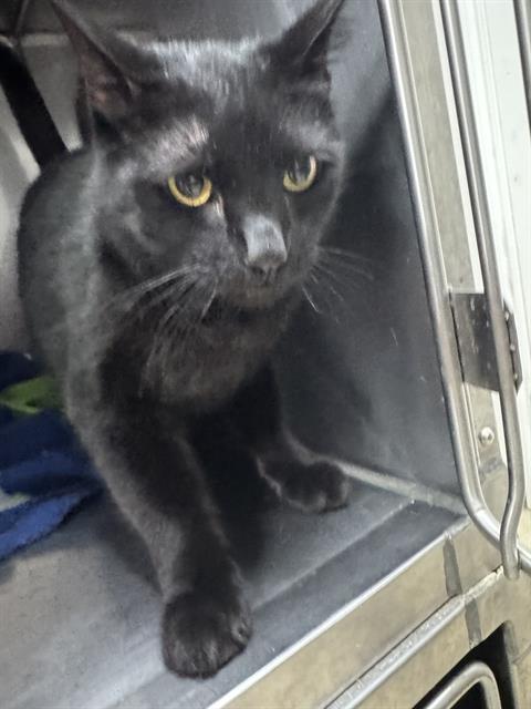 picture of the cat needing adoption