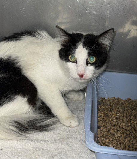 OREO BLIZZARD, an adoptable Domestic Long Hair in Killeen, TX