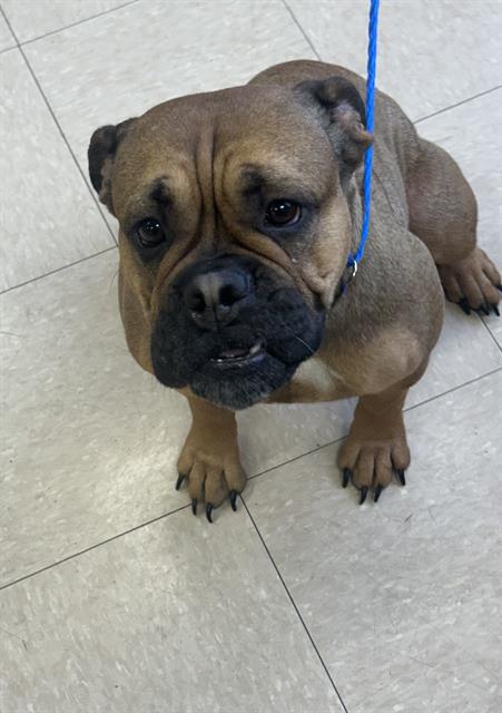 COCO, an adoptable Bulldog in Killeen, TX