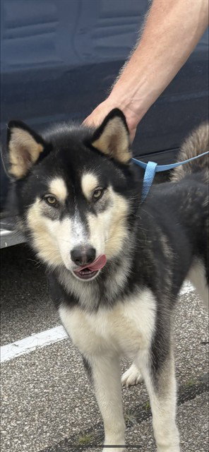 LUCA, an adoptable Husky in Killeen, TX