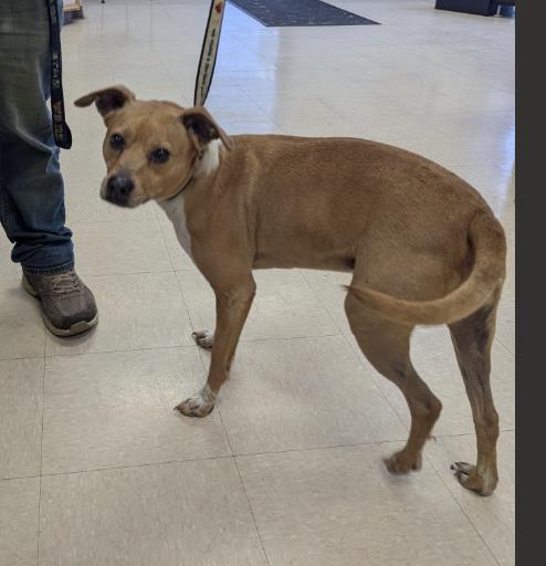DONALD, an adoptable Labrador Retriever in Killeen, TX