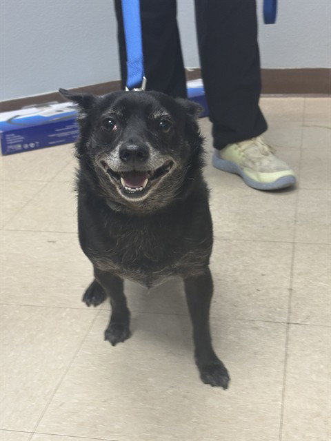 KENOBI, an adoptable Chihuahua in Killeen, TX